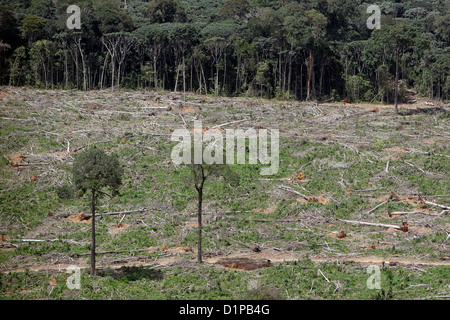 Amazon rain forest gioco per l'agricoltura la deforestazione per l'industria agro-alimentare isolato Brasile alberi da frutta a guscio condannato a morte Foto Stock