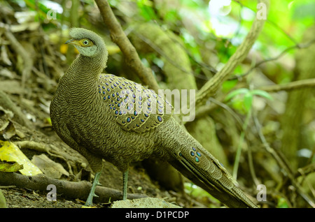 Bel maschio grigio-blu pavone fagiano (Polyplectron bicalcaratum) nella foresta thailandese Foto Stock