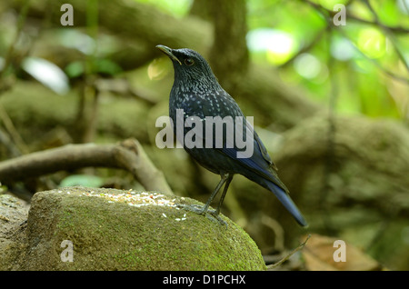 Bella blu sibilo tordo (Myiophoneus caeruleus) nella foresta thailandese Foto Stock