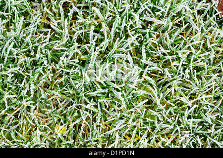 Frosty congelati erba texture di sfondo Foto Stock
