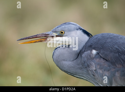 Ardea cinerea, airone cenerino ritratto Foto Stock