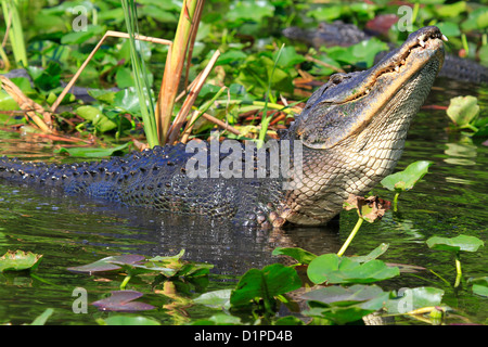 Il coccodrillo americano ( Alligator mississippiensis ) muggito durante la stagione degli amori in Florida da Mark J Thomas Foto Stock