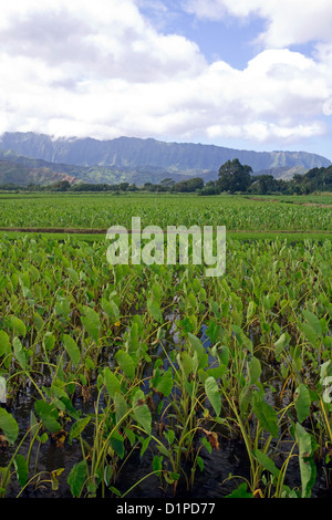 Taro colture a Hanalei sull'isola di Kauai, Hawaii, Stati Uniti d'America. Foto Stock