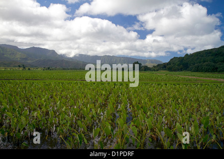 Taro colture a Hanalei sull'isola di Kauai, Hawaii, Stati Uniti d'America. Foto Stock