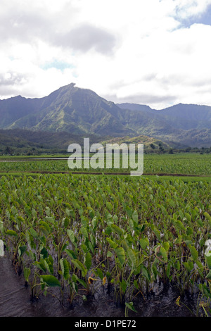 Taro colture a Hanalei sull'isola di Kauai, Hawaii, Stati Uniti d'America. Foto Stock