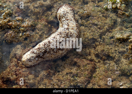 Sea cucumber in the Pacific Ocean on the island of Kauai, Hawaii, USA. Foto Stock