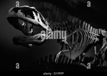 Tyrannosaurus Rex skeleton contro uno sfondo scuro Foto Stock