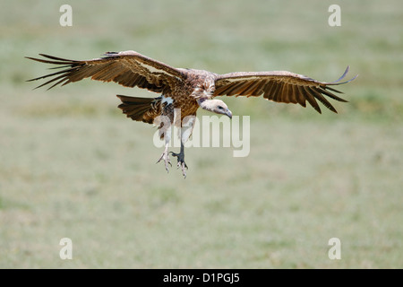 African White-backed Vulture (Gyps africanus) battenti per atterrare sulla tela di Serengeti National Park, Tanzania Africa Foto Stock