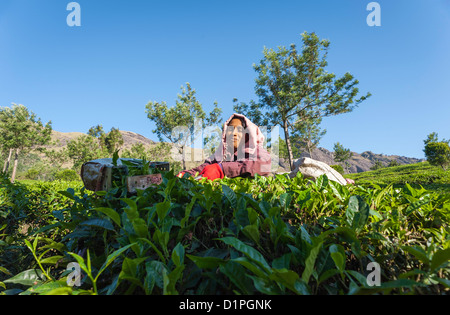 Una donna di raccolti di foglie di tè in una piantagione di tè in Munnar Kerala, India. Si tratta di una luminosa giornata di sole sulle colline. Foto Stock