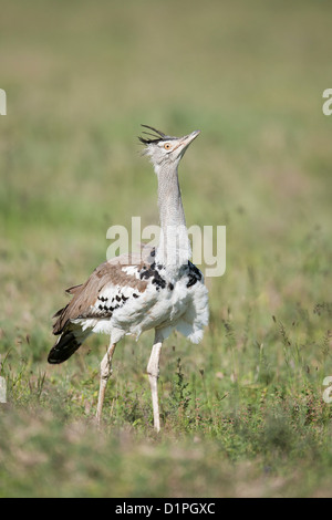 Kori Bustard (Ardeotis kori struthiunculus) Serengeti National Park, Tanzania Africa Foto Stock