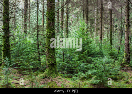 Boschi misti di conifere plantation North Wales, Regno Unito Foto Stock