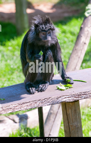 Eastern Iavan Langur Monkey Lutung Close Up Foto Stock