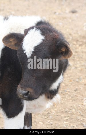 Mucca vitello colpo di testa Foto Stock