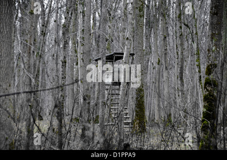 Foresta bavarese Foto Stock