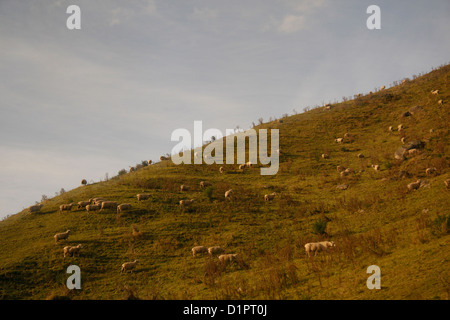 Bestiame al pascolo di terra agricola sull'Isola Settentrionale della Nuova Zelanda, dal punto di vista della sala comune del Overlander. Foto Stock