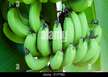 Green banane acerbe Foto Stock