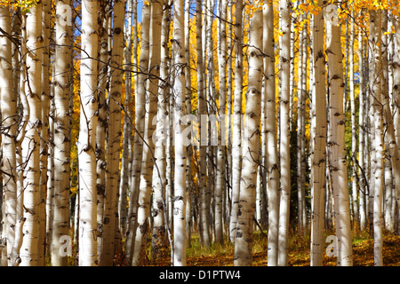 Aspen Forest (giallo) su Kebler Pass, Crested Butte, Colorado, STATI UNITI D'AMERICA Foto Stock