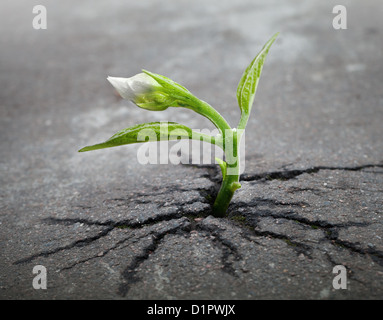 Fiore piccolo germoglio cresce attraverso urbano terreno asfalto Foto Stock