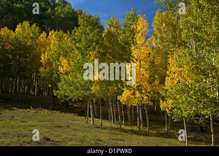 Aspen alberi, Populus tremuloides, in autunno, Dixie National Forest, Utah, Stati Uniti d'America Foto Stock