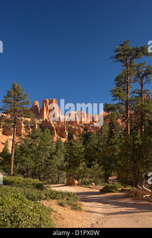 Vista da Navajo Loop Trail, Parco Nazionale di Bryce Canyon, Utah, Stati Uniti d'America Foto Stock
