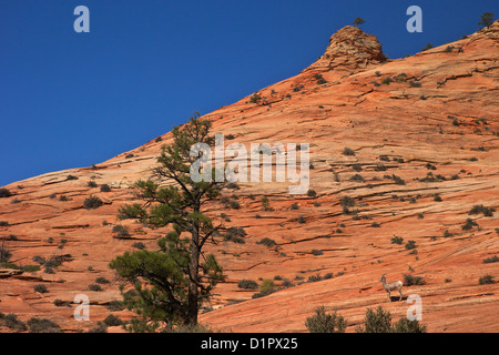 Bighorn, Ovis canadensis, Parco Nazionale Zion, Utah, Stati Uniti d'America Foto Stock