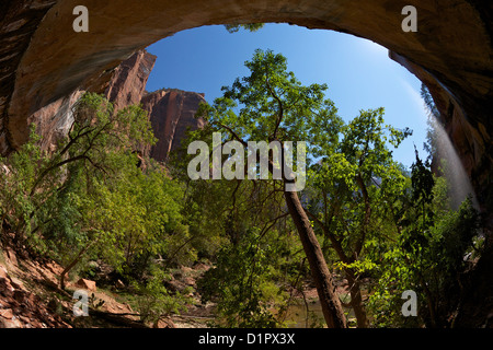 Abbassare Emerald Piscina, Pool di smeraldo Trail, Parco Nazionale Zion, Utah, Stati Uniti d'America Foto Stock