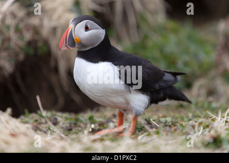 Puffin durante la stagione di nidificazione sull isola di Lunga, parte dell'arcipelago Treshnish, al largo di Mull Scozia Scotland Foto Stock