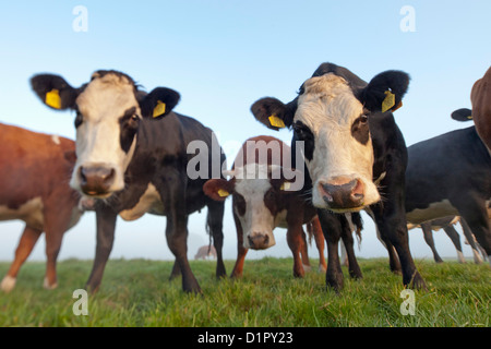 I Paesi Bassi, Tienhoven, mucche nella nebbia di mattina in Molenpolder. Foto Stock