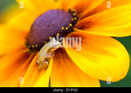 La molla peeper (Hyla senape) arroccato su black-eyed susan nel giardino fiorito Ontario, Canada Foto Stock