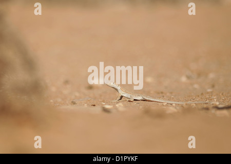 Fringe-dita o frangia-toed lizard (Acanthodactylus scutellatus) fotografato in Israele nel novembre Foto Stock