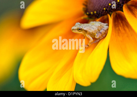 La molla peeper (Hyla senape) arroccato su black-eyed susan nel giardino fiorito Ontario, Canada Foto Stock