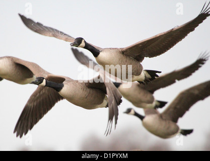 In prossimità di un gregge del Canada o di oche canadesi (Branta canadensis) in volo Foto Stock