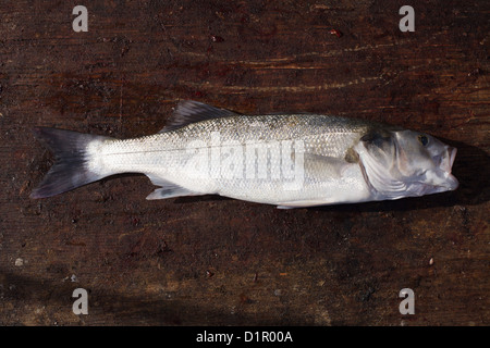 Spigola essendo eviscerati a bordo delle imbarcazioni da pesca Foto Stock