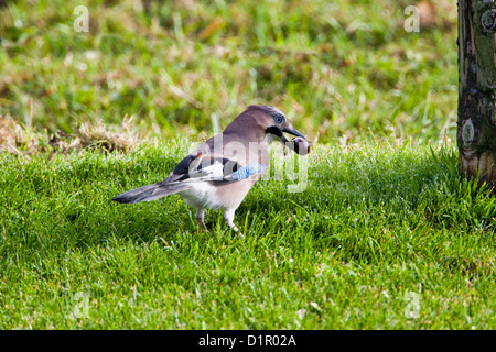 Eurasian Jay (Garrulus glandarius) seppellire un tame castagne nel terreno come scorta alimentare per l'inverno. Foto Stock