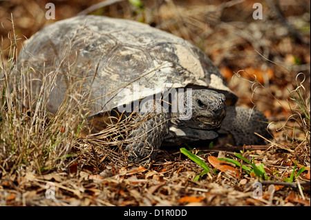 American gopher tartaruga (Gopherus polyphemus) Alimentazione, Shamrock Nature Preserve, Venezia, Florida, Stati Uniti d'America Foto Stock