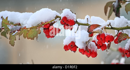 Vista panoramica sul ramo con bacche rosse coperte con fusione della neve. Foto Stock