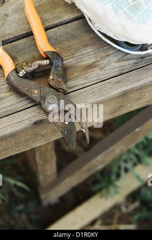 Agricoltura biologica e concetto di giardinaggio forbici Foto Stock