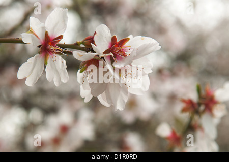 La piantagione di mandorla, close up di una mandorla blossoms fotografato in Israele Foto Stock