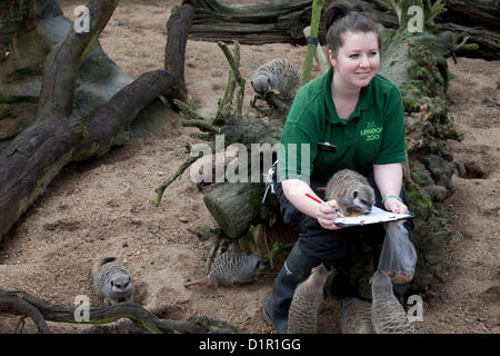 Londra, Regno Unito. Giovedì 3 Gennaio 2013. I custodi del giardino zoologico contare ogni animale durante ZSL London Zoo annuali di constatazione. L'obbligo di conteggio è richiesta come parte di ZSL London Zoo zoo licenza, e tutte le informazioni vengono registrate nella specie internazionale Information System (ISIS), dove è usato per gestire l'internazionale di programmi di allevamento di animali in pericolo. Zookeeper Tegan McPhail con meerkats. © Michael Kemp / Alamy Live News Foto Stock