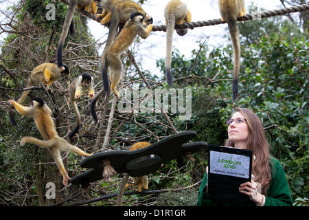 Londra, Regno Unito. Giovedì 3 Gennaio 2013. I custodi del giardino zoologico contare ogni animale durante ZSL London Zoo annuali di constatazione. L'obbligo di conteggio è richiesta come parte di ZSL London Zoo zoo licenza, e tutte le informazioni vengono registrate nella specie internazionale Information System (ISIS), dove è usato per gestire l'internazionale di programmi di allevamento di animali in pericolo. Zookeeper Kate Sanders contando nero-capped boliviano scimmie scoiattolo. © Michael Kemp / Alamy Live News Foto Stock