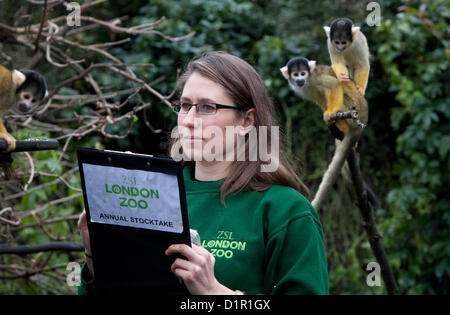 Londra, Regno Unito. Giovedì 3 Gennaio 2013. I custodi del giardino zoologico contare ogni animale durante ZSL London Zoo annuali di constatazione. L'obbligo di conteggio è richiesta come parte di ZSL London Zoo zoo licenza, e tutte le informazioni vengono registrate nella specie internazionale Information System (ISIS), dove è usato per gestire l'internazionale di programmi di allevamento di animali in pericolo. Zookeeper Kate Sanders contando nero-capped boliviano scimmie scoiattolo. © Michael Kemp / Alamy Live News Foto Stock