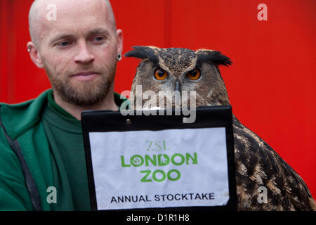 Londra, Regno Unito. Giovedì 3 Gennaio 2013. I custodi del giardino zoologico contare ogni animale durante ZSL London Zoo annuali di constatazione. L'obbligo di conteggio è richiesta come parte di ZSL London Zoo zoo licenza, e tutte le informazioni vengono registrate nella specie internazionale Information System (ISIS), dove è usato per gestire l'internazionale di programmi di allevamento di animali in pericolo. Max, il Gufo Reale. © Michael Kemp / Alamy Live News Foto Stock