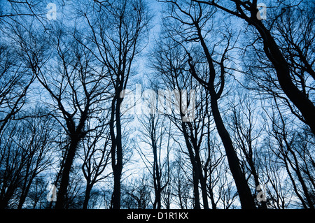 Inverno in legno. Faggi ( Fagus sylvatica ) con tronchi e ramoscello tracery stagliano contro un invernale cielo blu. Regno Unito Foto Stock