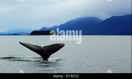 Humpback Whale diving in Auke Bay, Alaska con coda mostra contro le montagne Foto Stock