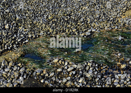 Colonie di cozze al punto a linguetta con la bassa marea, Salt Creek parco municipale, Washington, Stati Uniti d'America Foto Stock