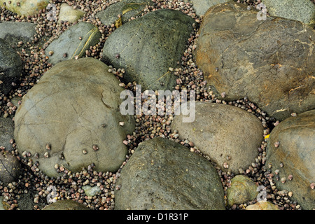 Northern dogwinkle striato (Nucella ostrina) aggrappati a rocce in splash zone a bassa marea, Whiffen Spit (Sooke), BC, Canada Foto Stock