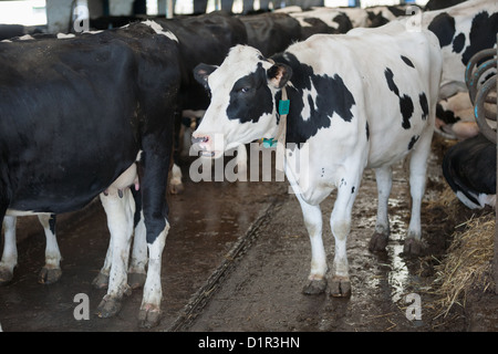 Le mucche in grande stalla in una fattoria Foto Stock