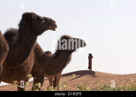 Il Marocco, M'Hamid, Erg Chigaga dune di sabbia. Deserto del Sahara. Cammelli mangiare fioritura bush. Driver del cammello su Outlook. Foto Stock