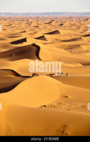Il Marocco, M'Hamid, Erg Chigaga dune di sabbia. Deserto del Sahara. Driver del cammello e camel caravan. Foto Stock