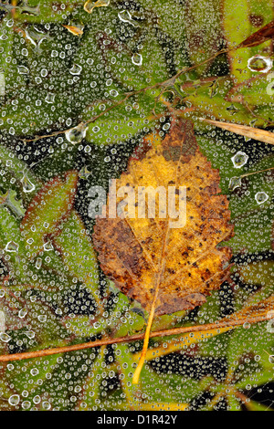 Erba la ragnatela con gocce di pioggia e caduti foglia, maggiore Sudbury , Ontario, Canada Foto Stock